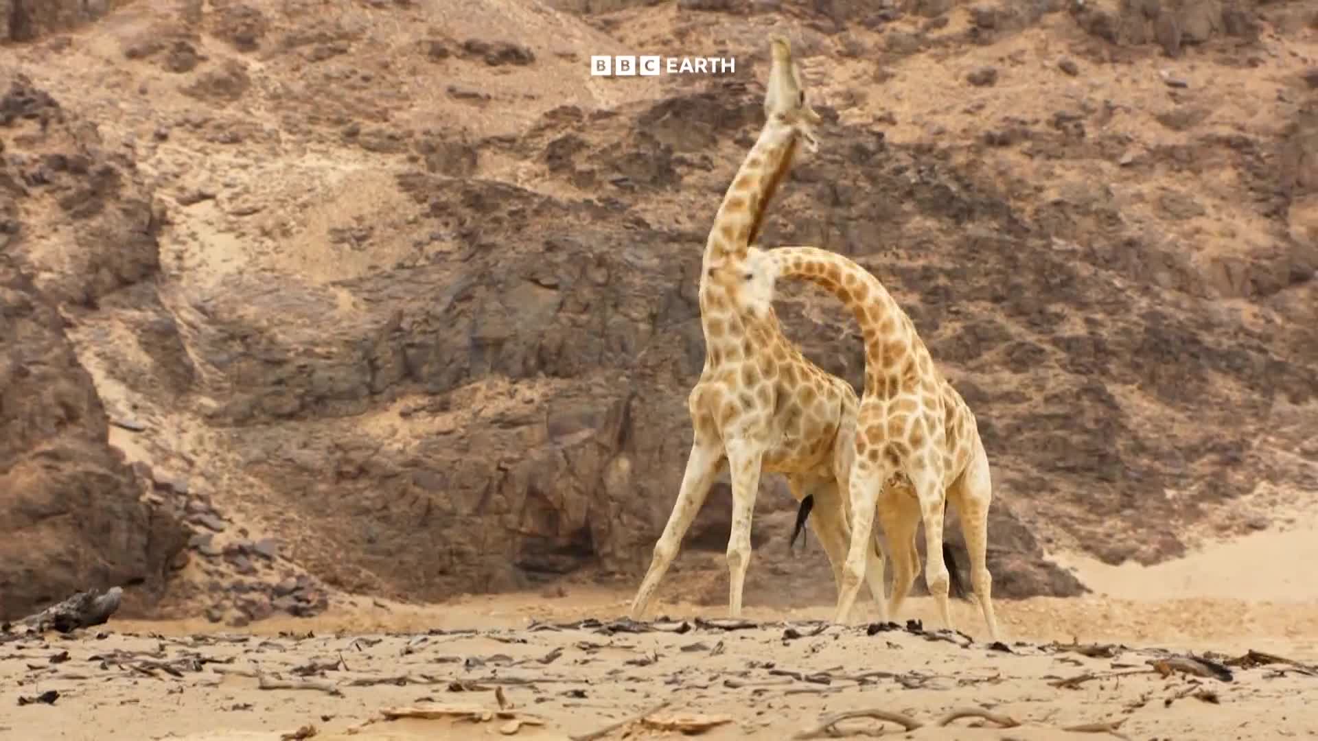 BBCEarth