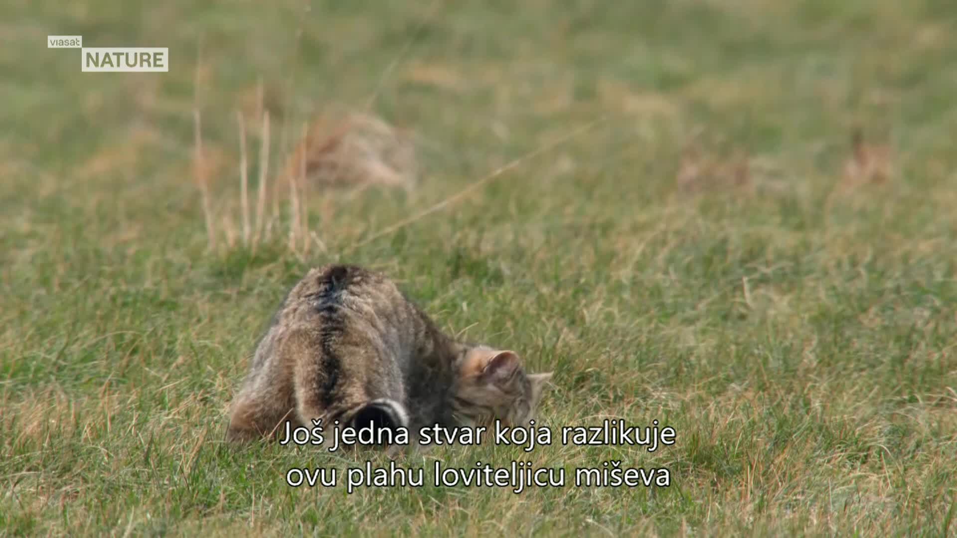 ViasatNature