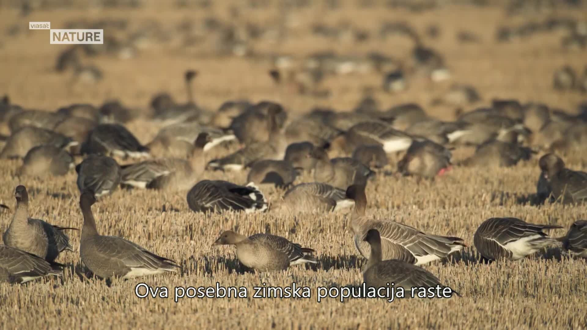 ViasatNature